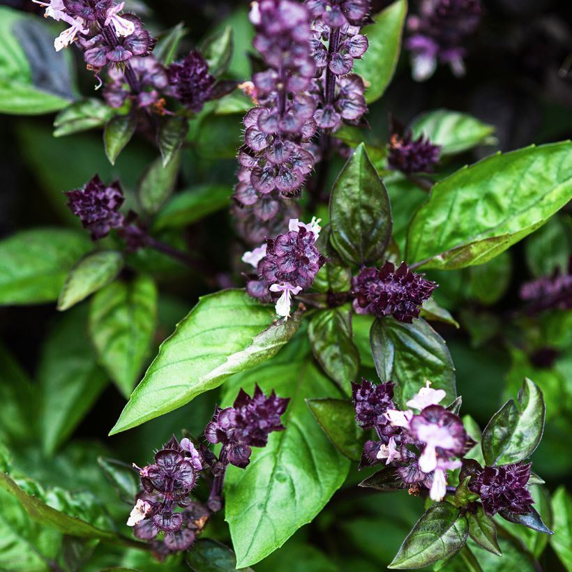 Basilico Cinamonette (Fioritura)