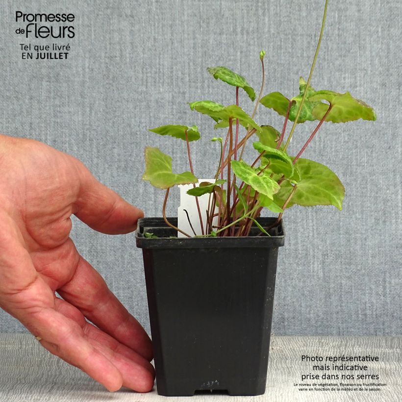 Esemplare di Beesia calthifolia Vasetto da 8/9 cm consegnato in estate