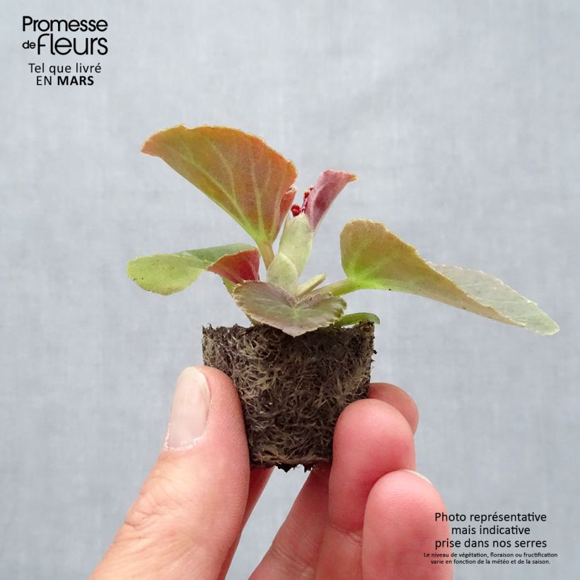 Begonia F1 Big Rose Bronze Leaf mini zolla... esemplare consegnato in primavera