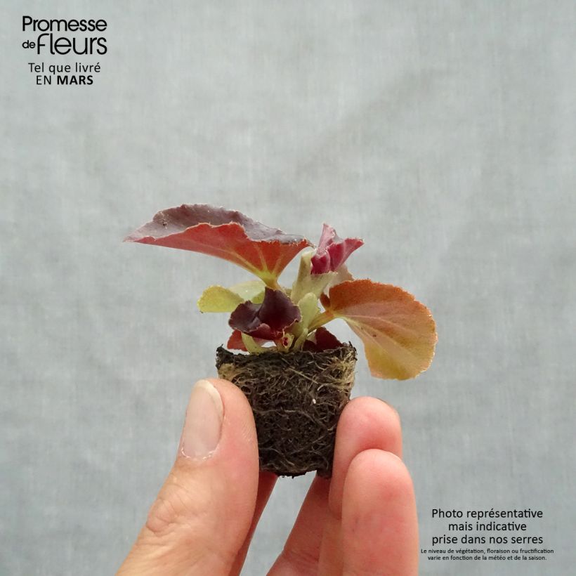 Begonia F1 Big Red Bronze Leaf mini zolla... esemplare consegnato in primavera