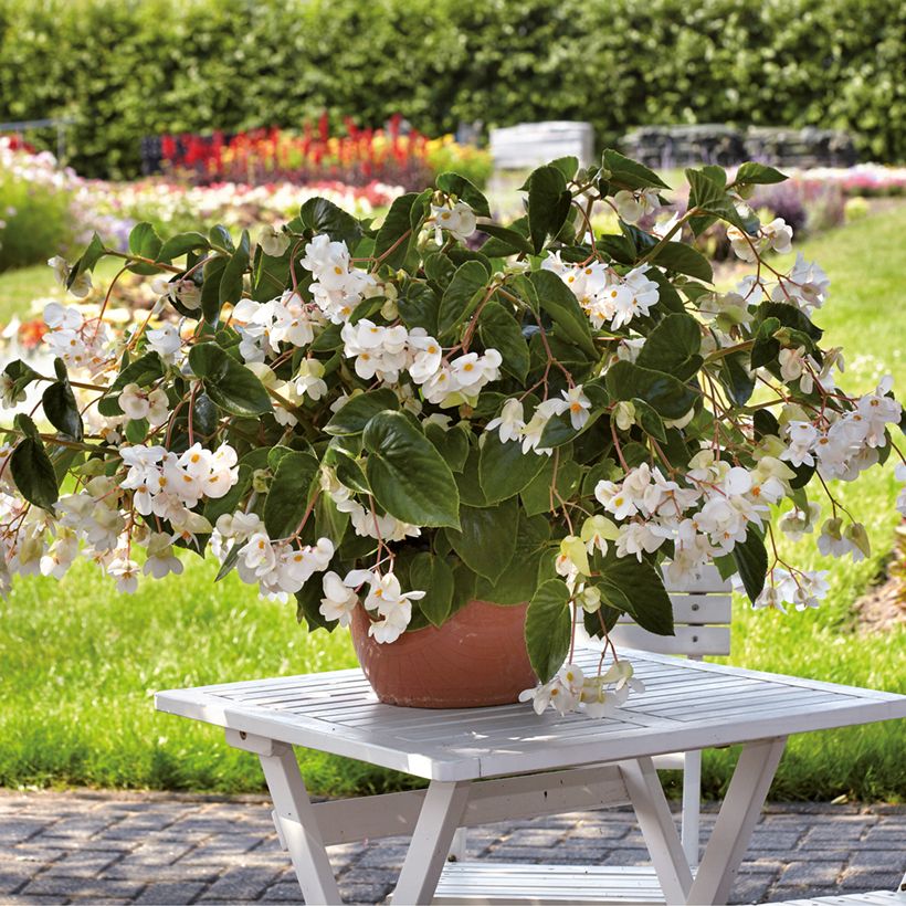 Begonia Dragon Wing White (Porto)