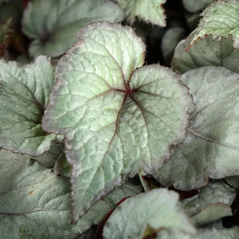 Begonia Rex Pink Pop (Fogliame)