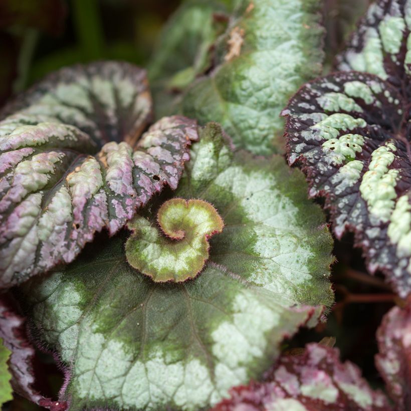 Begonia Rex Escargot (Fogliame)