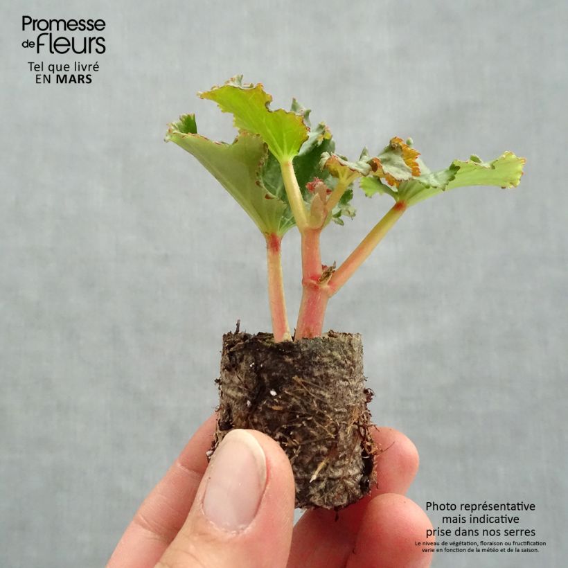 Begonia Sunbrero Bicolor mini zolla... esemplare consegnato in primavera