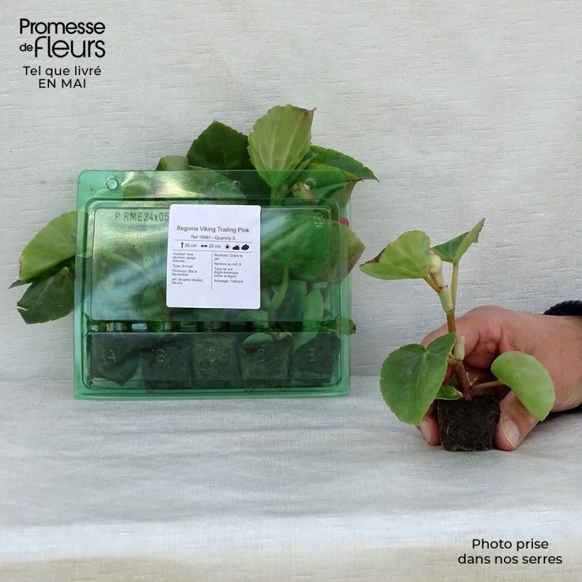 Begonia Viking Trailing Pink mini zolla... esemplare consegnato in primavera