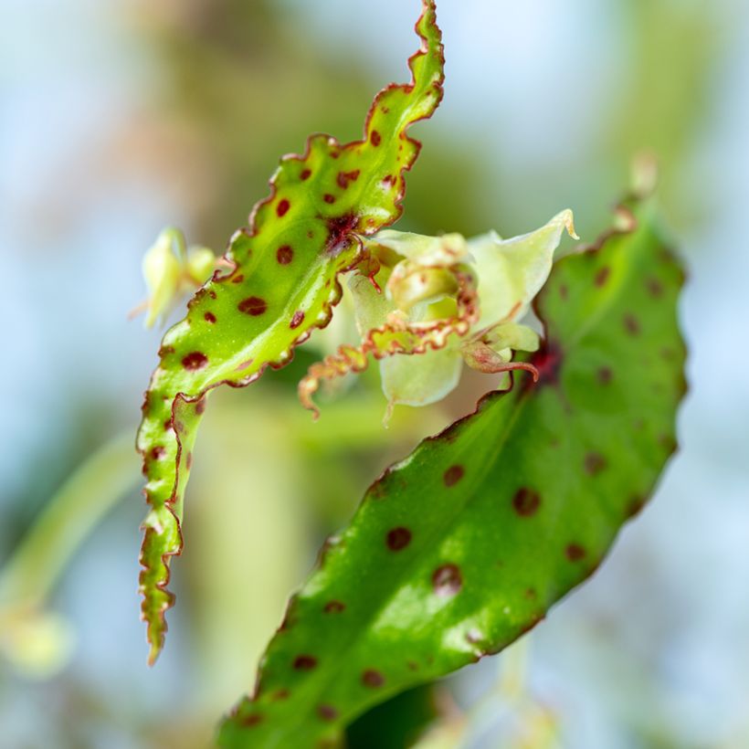 Begonia amphioxus (Fogliame)