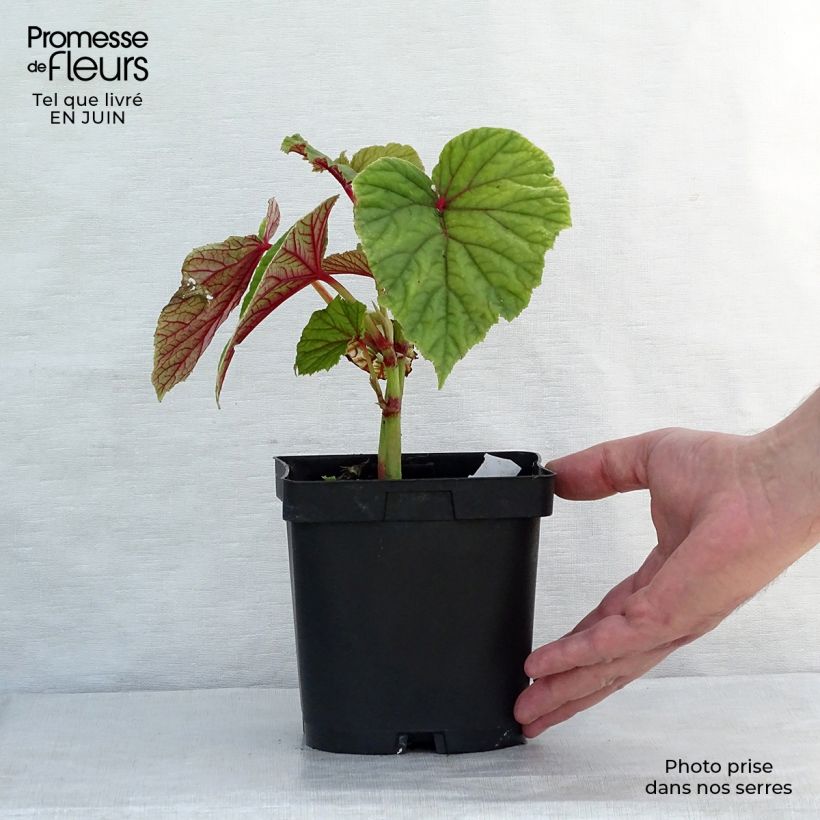 Esemplare di Begonia grandis subsp. evansiana Vasetto da 8/9 cm consegnato in estate