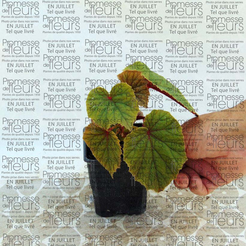 Esempio di esemplare Begonia grandis subsp. evansiana var. alba Vasetto da 8/9 cm come consegnato