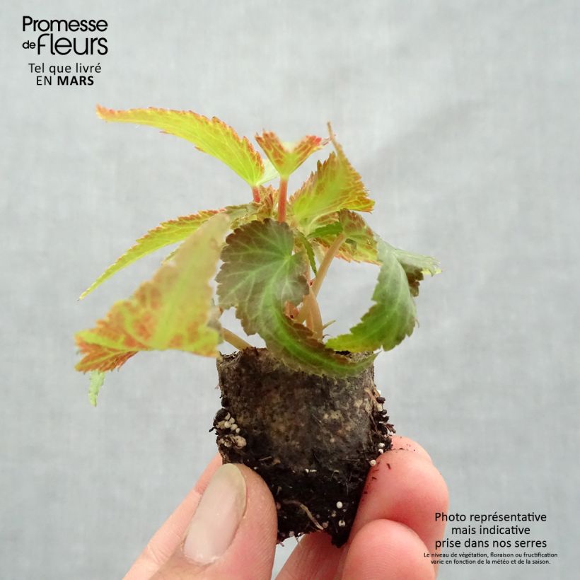 Begonia Belleconia Citrus mini zolla... esemplare consegnato in primavera