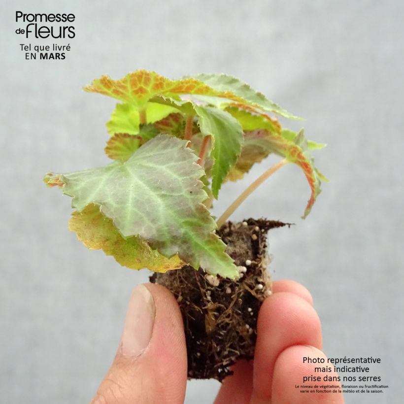 Begonia Belleconia Mango mini zolla... esemplare consegnato in primavera