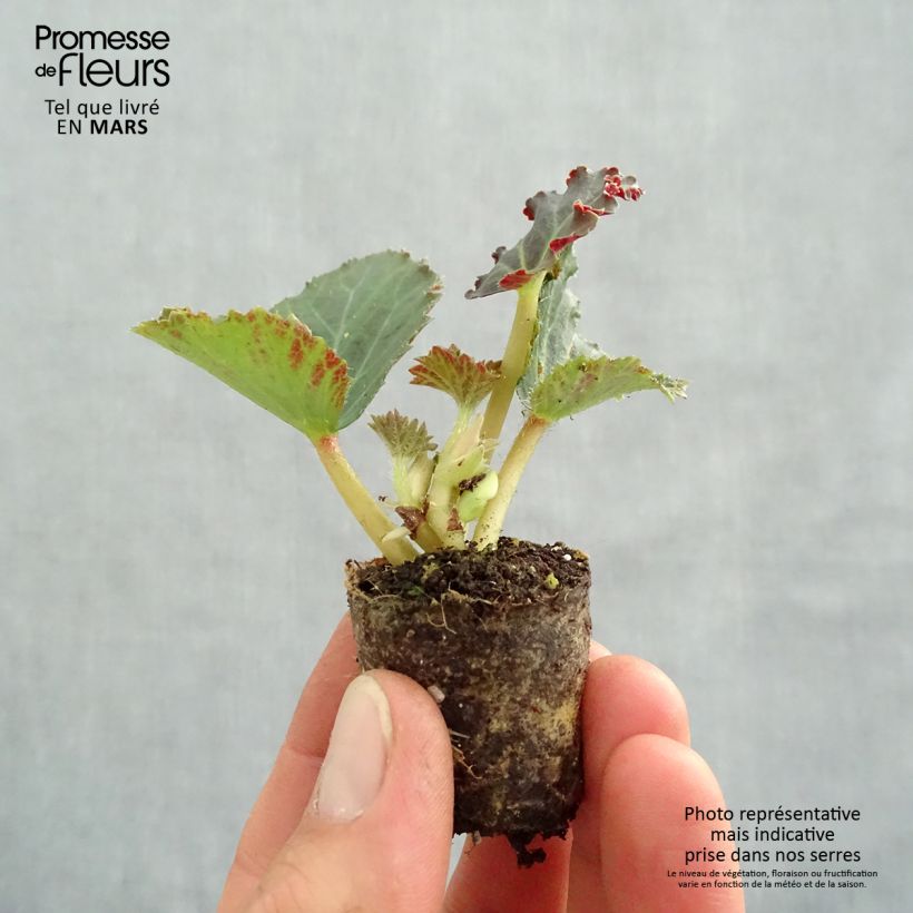 Begonia boliviensis Fragrant Falls Peach mini zolla... esemplare consegnato in primavera