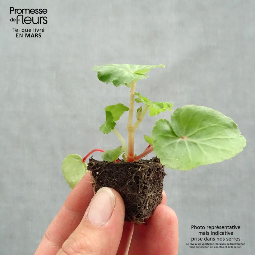 Begonia pendula Illumination Ecarlate mini zolla... esemplare consegnato in primavera