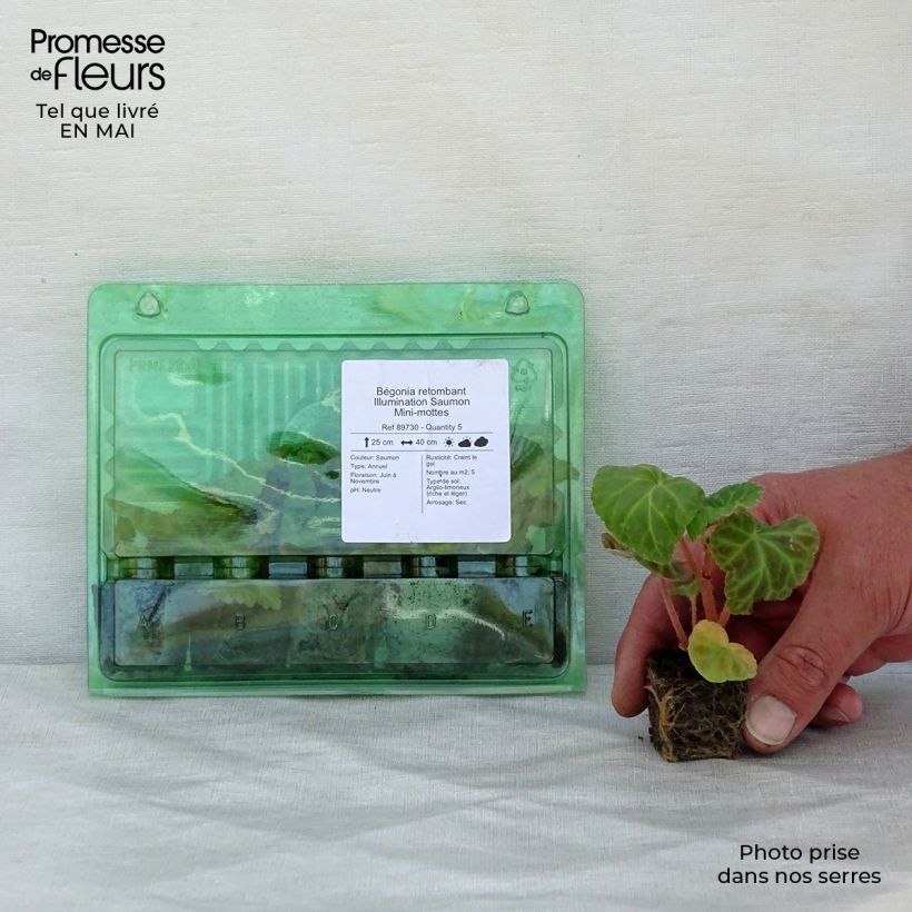 Begonia pendula Illumination Saumon mini zolla... esemplare consegnato in primavera