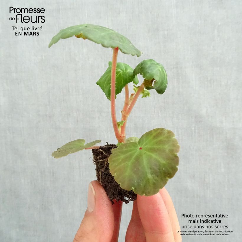 Begonia pendula Illumination Tons Abricots mini zolla... esemplare consegnato in primavera
