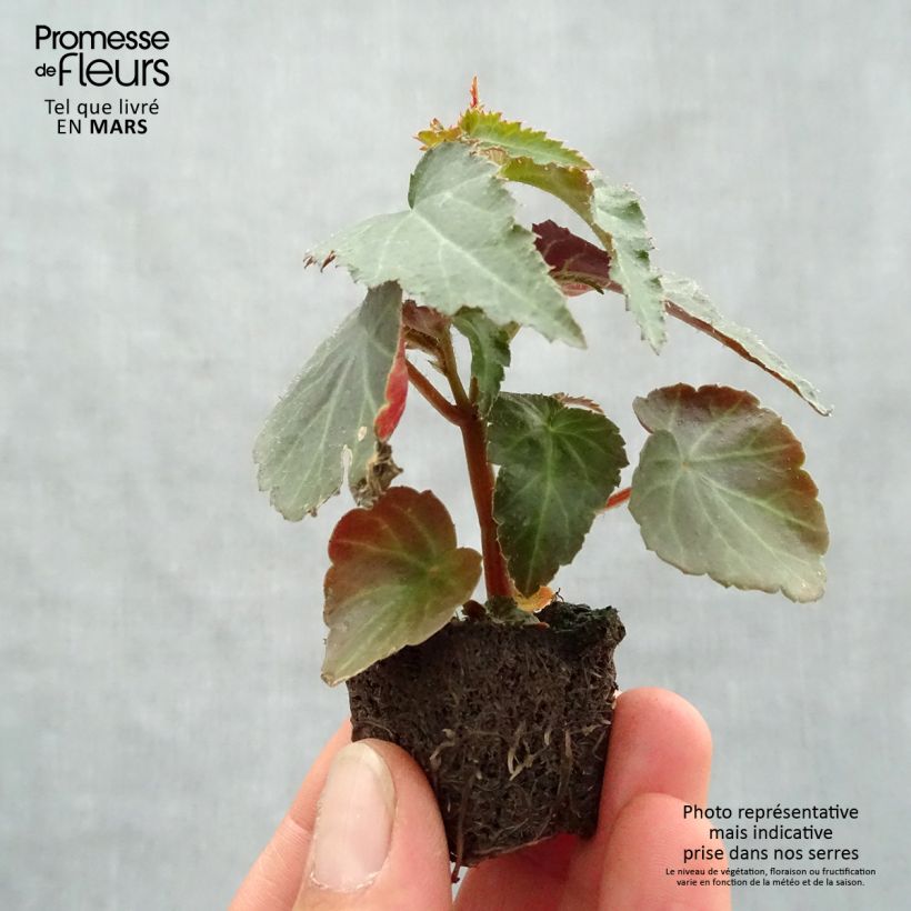 Begonia boliviensis Santa Cruz Orange mini zolla... esemplare consegnato in primavera