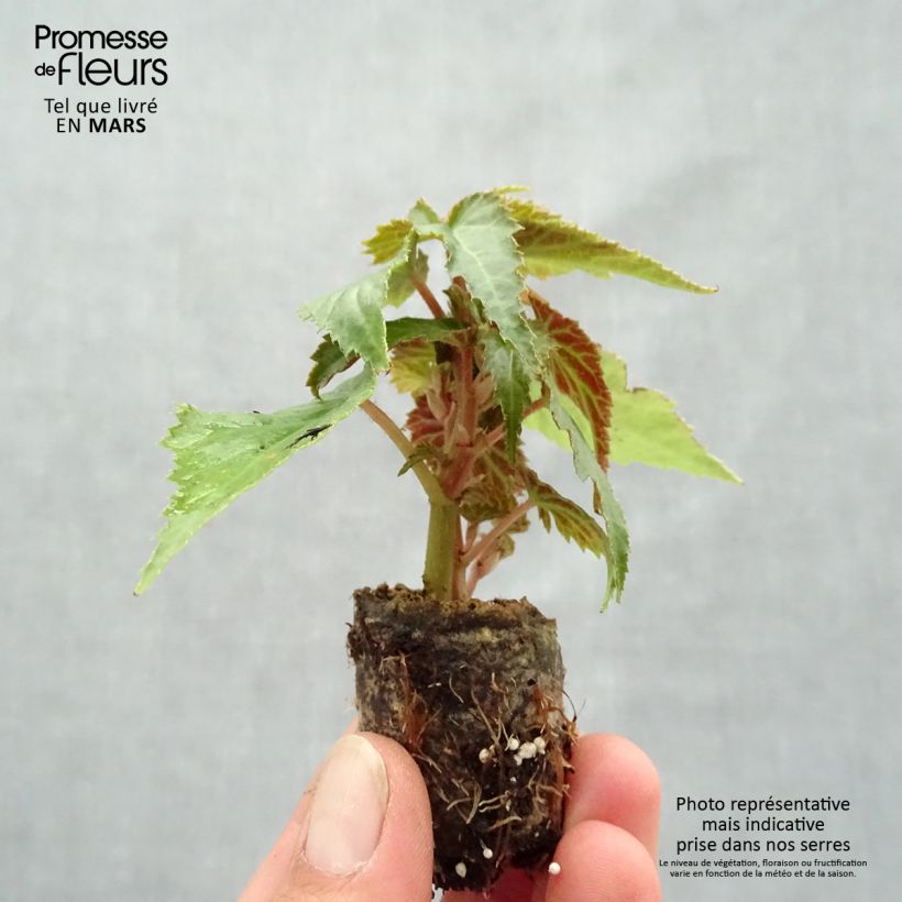 Begonia boliviensis Summerwings Apricot Improved mini zolla... esemplare consegnato in primavera