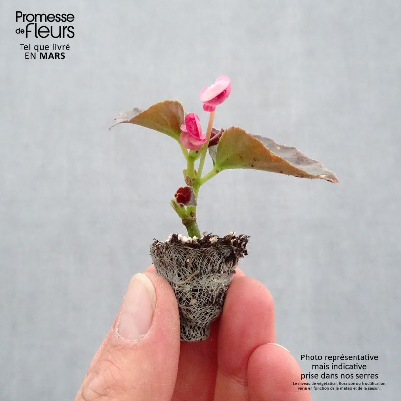 Begonietta Maxima Rose Bicolor Jardimotte: zolla da 3,8 cm x 3,2 cm in vassoio da 16 pezzi. esemplare consegnato in primavera