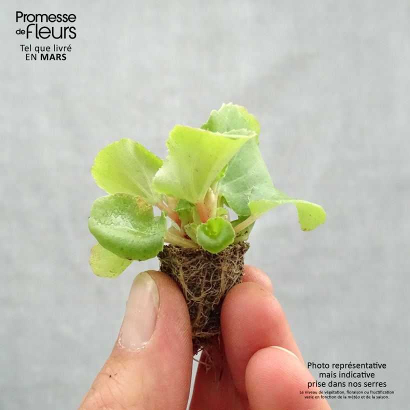 Begonietta Super Olympia rose Mini zolla: zolla da 2,2 cm x 2 cm in vassoio di coltivazione da 35 pezzi esemplare consegnato in primavera