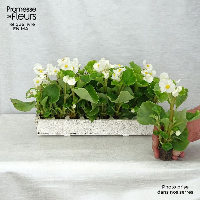 Begonietta Super Olympia White Jardimotte: zolla da 3,8 cm x 3,2 cm in vassoio da 16 pezzi. esemplare consegnato in primavera