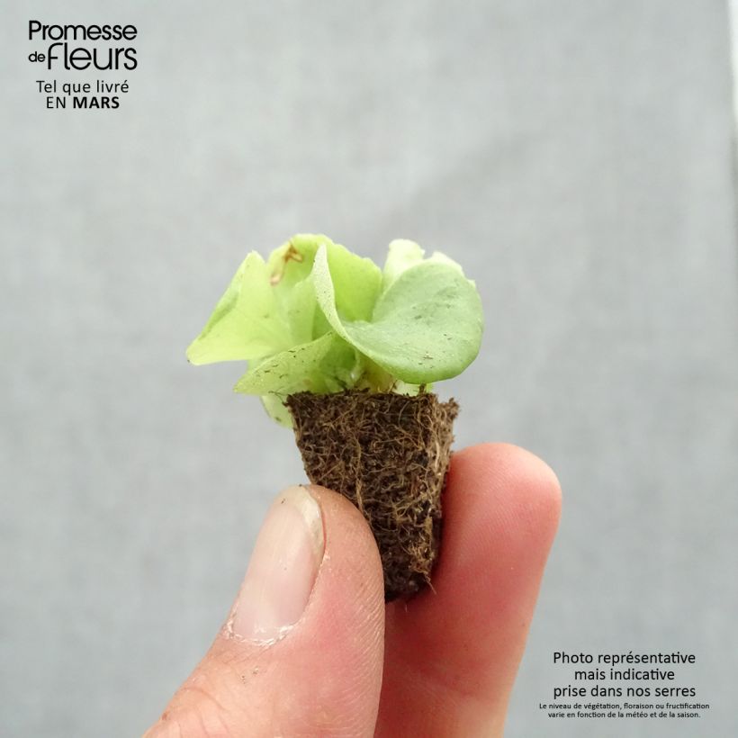 Begonietta Super Olympia White Mini zolla: zolla da 2,2 cm x 2 cm in vassoio di coltivazione da 35 pezzi esemplare consegnato in primavera