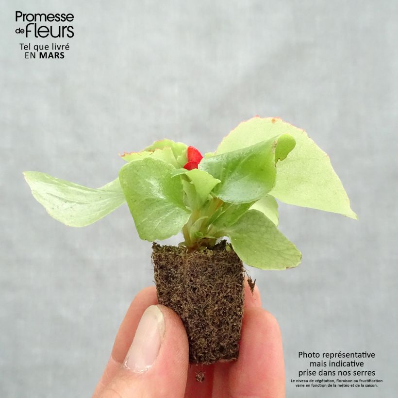 Begonietta Super Olympia Red Jardimotte: zolla da 3,8 cm x 3,2 cm in vassoio da 16 pezzi. esemplare consegnato in primavera