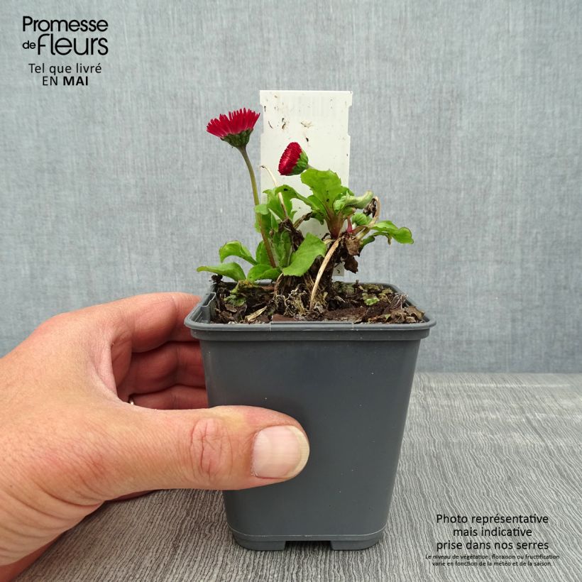 Bellis perennis Roode - Pratolina comune Vasetto da 8/9 cm esemplare consegnato in primavera