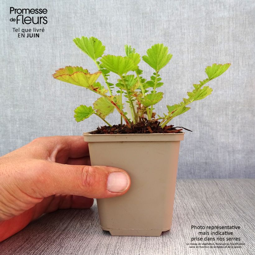 Esemplare di Geum chiloense Dolly North Vasetto da 8/9 cm consegnato in estate