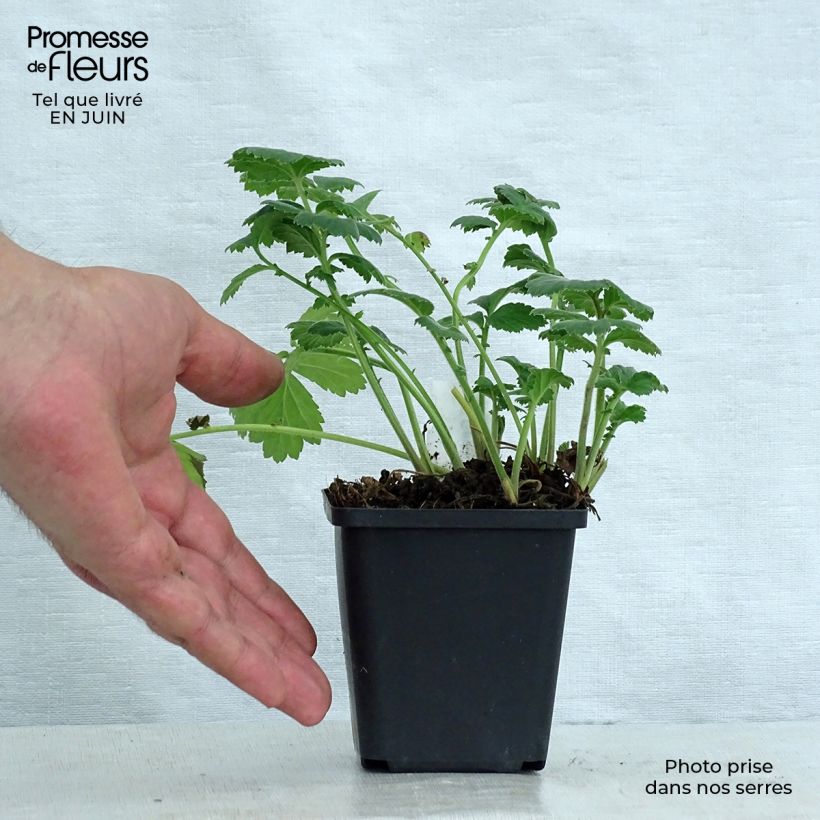 Esemplare di Geum rivale Album Vasetto da 8/9 cm consegnato in estate