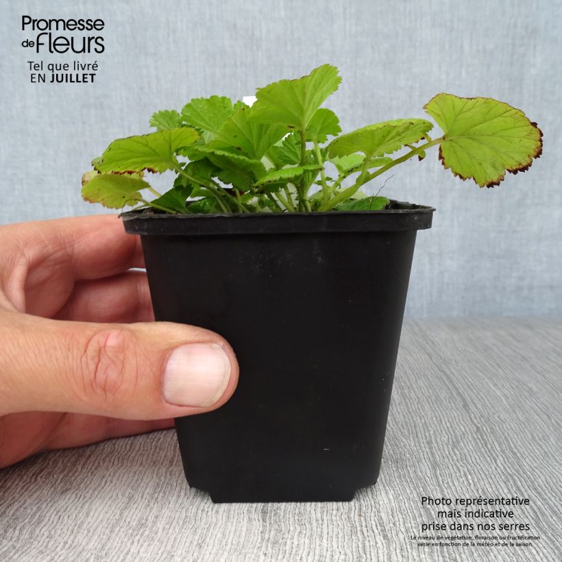 Esemplare di Geum rivale - Cariofillata dei rivi Vasetto da 8/9 cm consegnato in estate