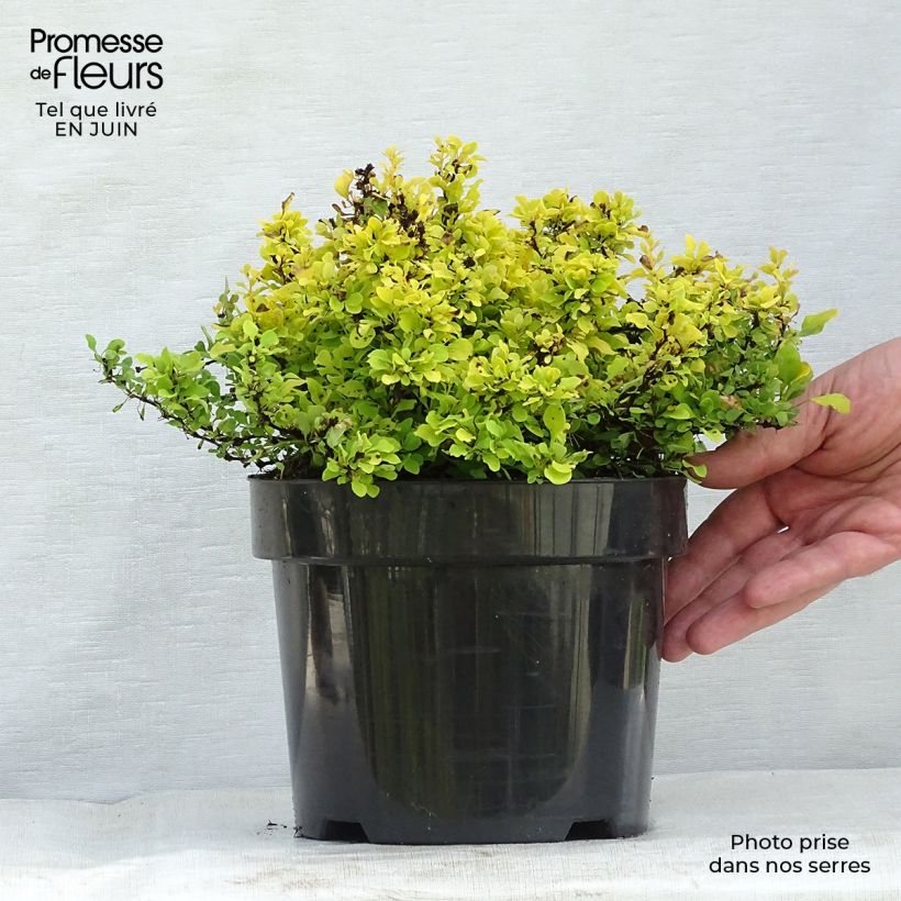 Esemplare di Berberis thunbergii Tiny Gold - Crespino giapponese Vaso da 2L/3L consegnato in estate