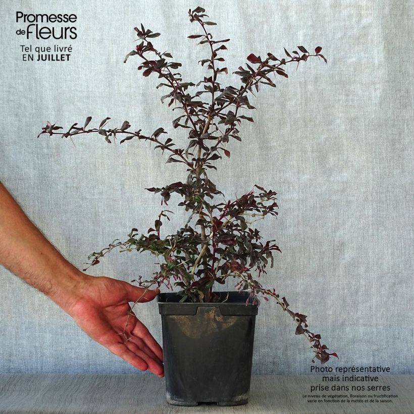 Esemplare di Berberis thunbergii Thunderbolt - Crespino giapponese Vaso da 2L/3L consegnato in estate