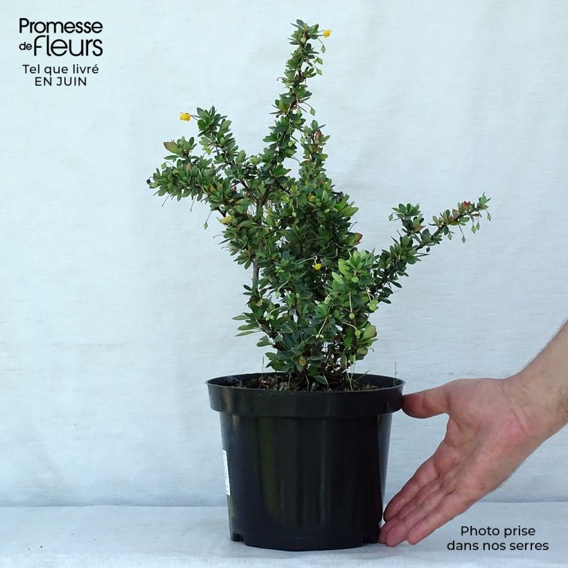 Esemplare di Berberis buxifolia Nana - Calafate Vaso da 3L/4L consegnato in estate
