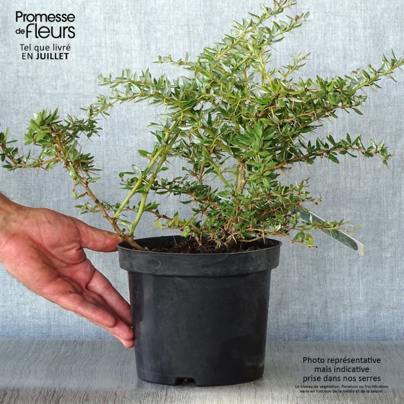 Esemplare di Berberis frikartii Amstelveen - Crespino Vaso da 2L/3L consegnato in estate