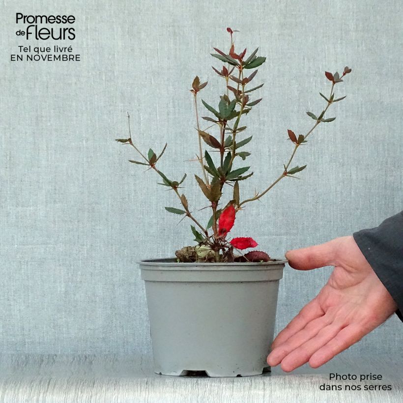 Esemplare di Berberis julianae - Crespino di Giuliana Vaso da 2L/3L come consegnato in autunno