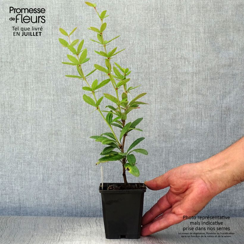 Esemplare di Berberis julianae - Crespino di Giuliana Vasetto da 8/9 cm consegnato in estate