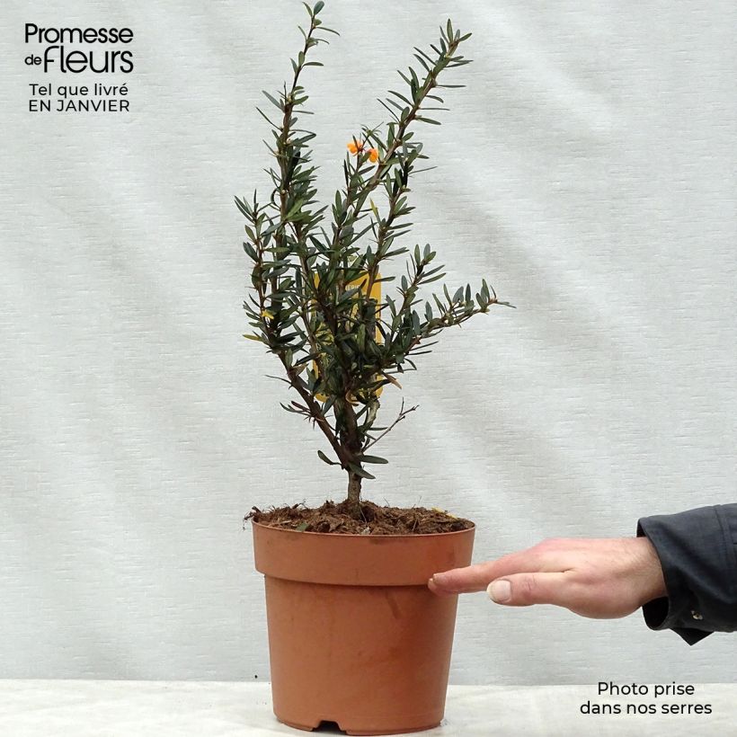 Berberis linearifolia Orange King - Crespino Vaso da 3L/4L esemplare consegnato in inverno