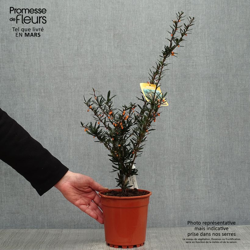 Berberis linearifolia Orange King - Crespino Vaso da 3L/4L esemplare consegnato in primavera