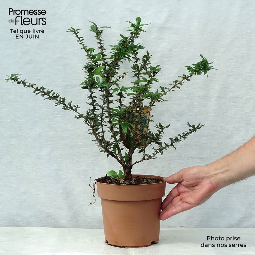 Esemplare di Berberis lologensis Apricot Queen - Crespino Vaso da 2L/3L consegnato in estate
