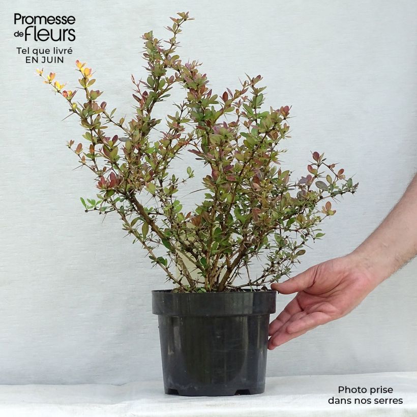 Esemplare di Berberis media Red Jewel - Crespino Vaso da 3L/4L consegnato in estate