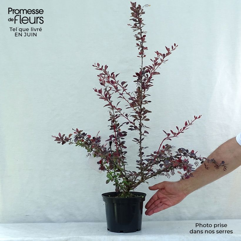 Esemplare di Berberis ottawensis Auricoma - Crespino Vaso da 3L/4L consegnato in estate