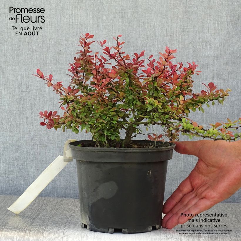 Esemplare di Berberis thunbergii Atropurpurea Nana - Crespino Porpora Giapponese Nano Vaso da 2L/3L consegnato in estate