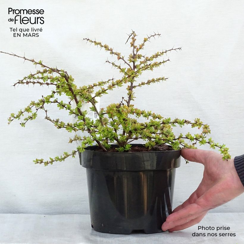Berberis thunbergii Golden Carpet - Crespino giapponese Vaso da 3L/4LAltezza consegnata circa 20/40cm esemplare consegnato in primavera