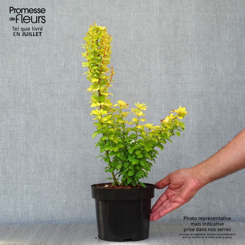 Esemplare di Berberis thunbergii Golden Rocket - Crespino giapponese Vaso da 2L/3L consegnato in estate