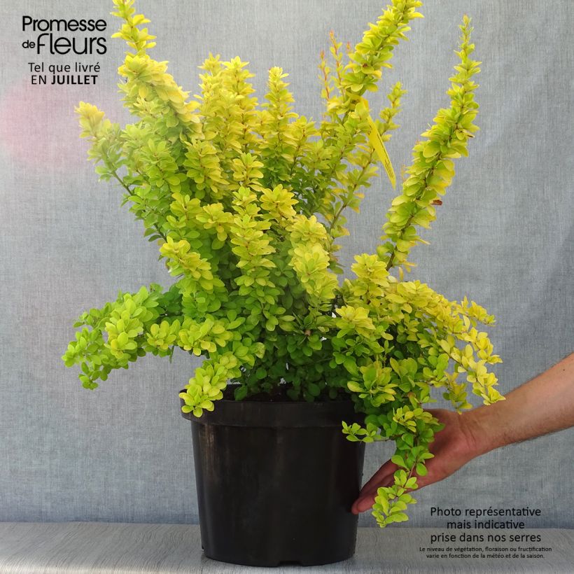 Esemplare di Berberis thunbergii Golden Rocket - Crespino giapponese Vaso da 7,5L/10L consegnato in estate