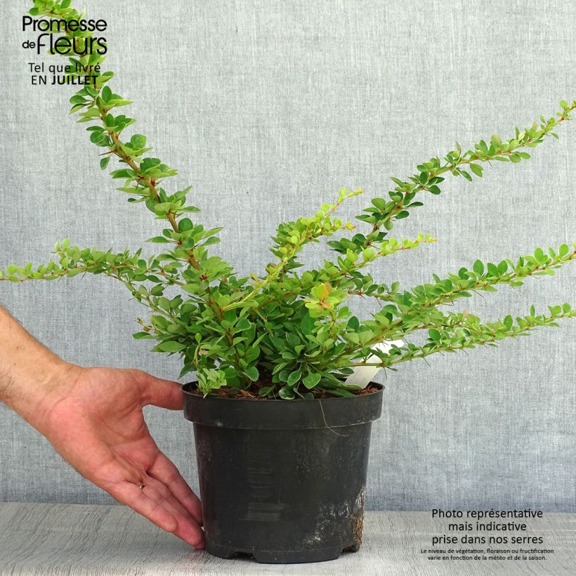 Esemplare di Berberis thunbergii Green Carpet - Crespino giapponese Vaso da 3L/4L consegnato in estate