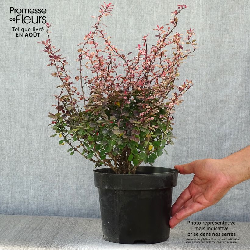 Esemplare di Berberis thunbergii Inspiration - Crespino giapponese Vaso da 2L/3L consegnato in estate