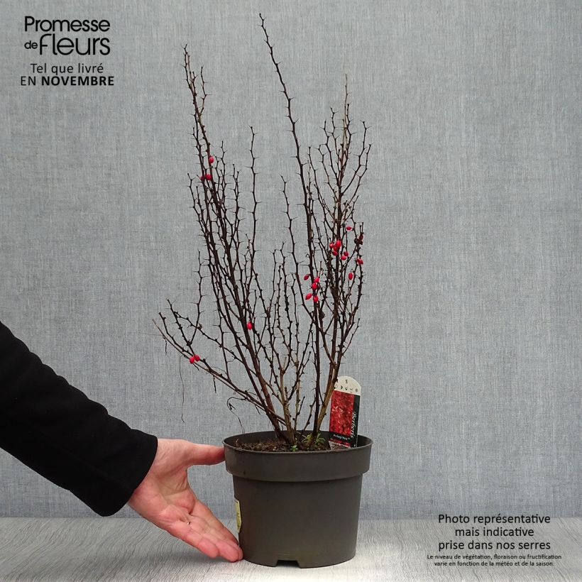 Esemplare di Berberis thunbergii Maria - Crespino giapponese Vaso da 2L/3L come consegnato in autunno