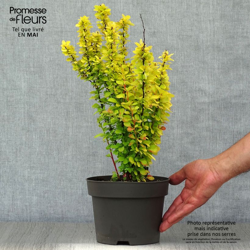 Berberis thunbergii Maria - Crespino giapponese Vaso da 2L/3L esemplare consegnato in primavera