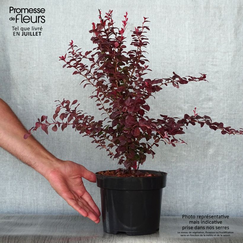 Esemplare di Berberis thunbergii Orange Rocket - Crespino giapponese Vaso da 3L/4L consegnato in estate