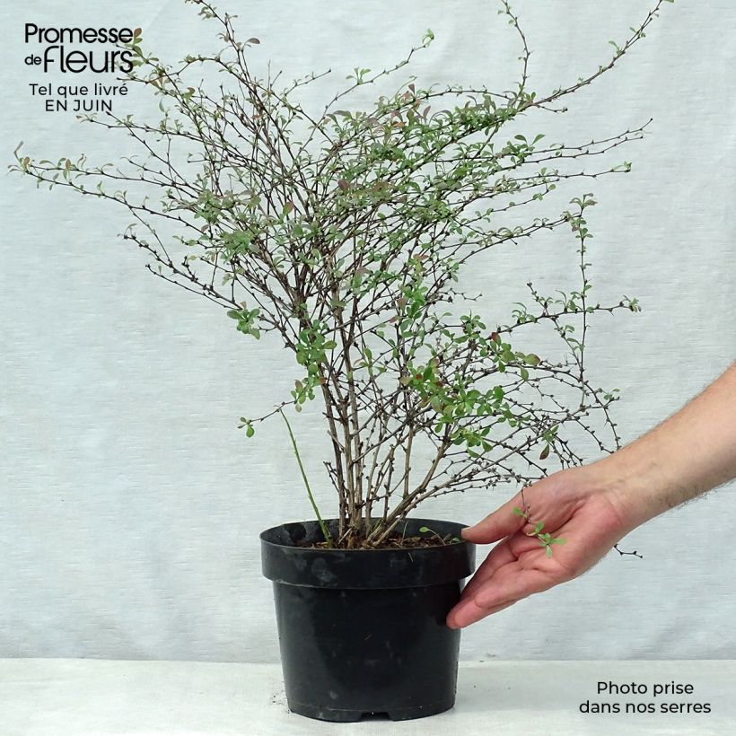 Esemplare di Berberis thunbergii Red Dream - Crespino giapponese Vaso da 3L/4L consegnato in estate